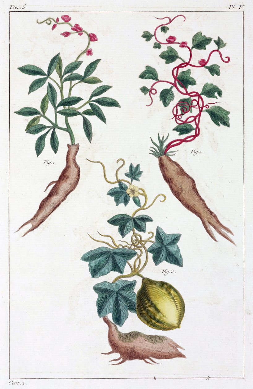 Plantes médicinales, Chine - Unbekannt