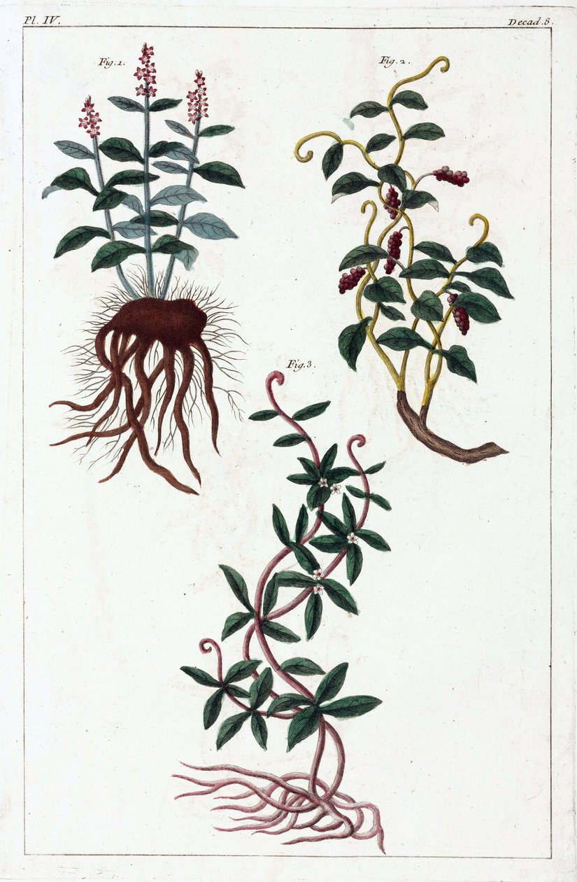 Plantes médicinales, Chine - Unbekannt