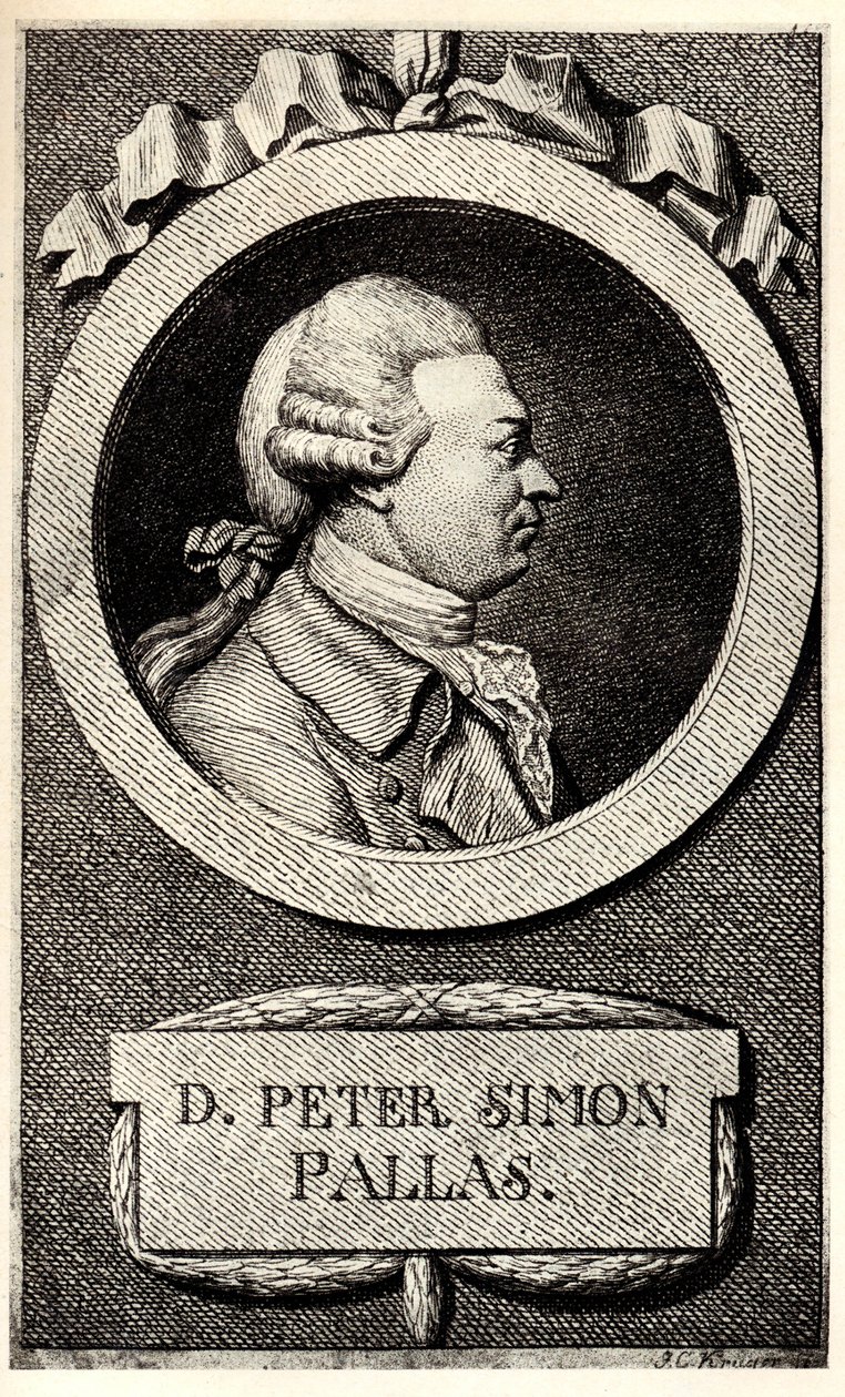 Portrait du zoologiste et botaniste Peter Simon Pallas 1741-1811, début du XIXe siècle - Unbekannt