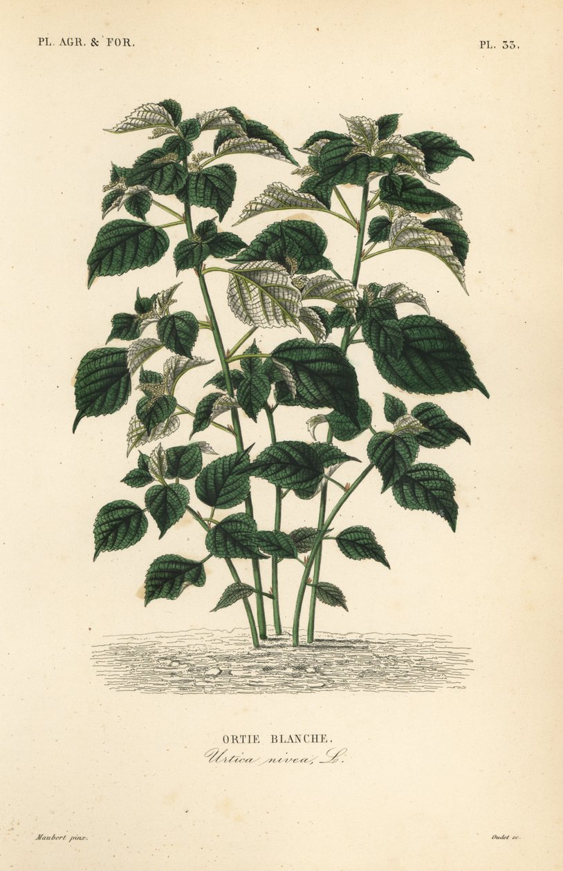 Ramie ou herbe de Chine - Unbekannt
