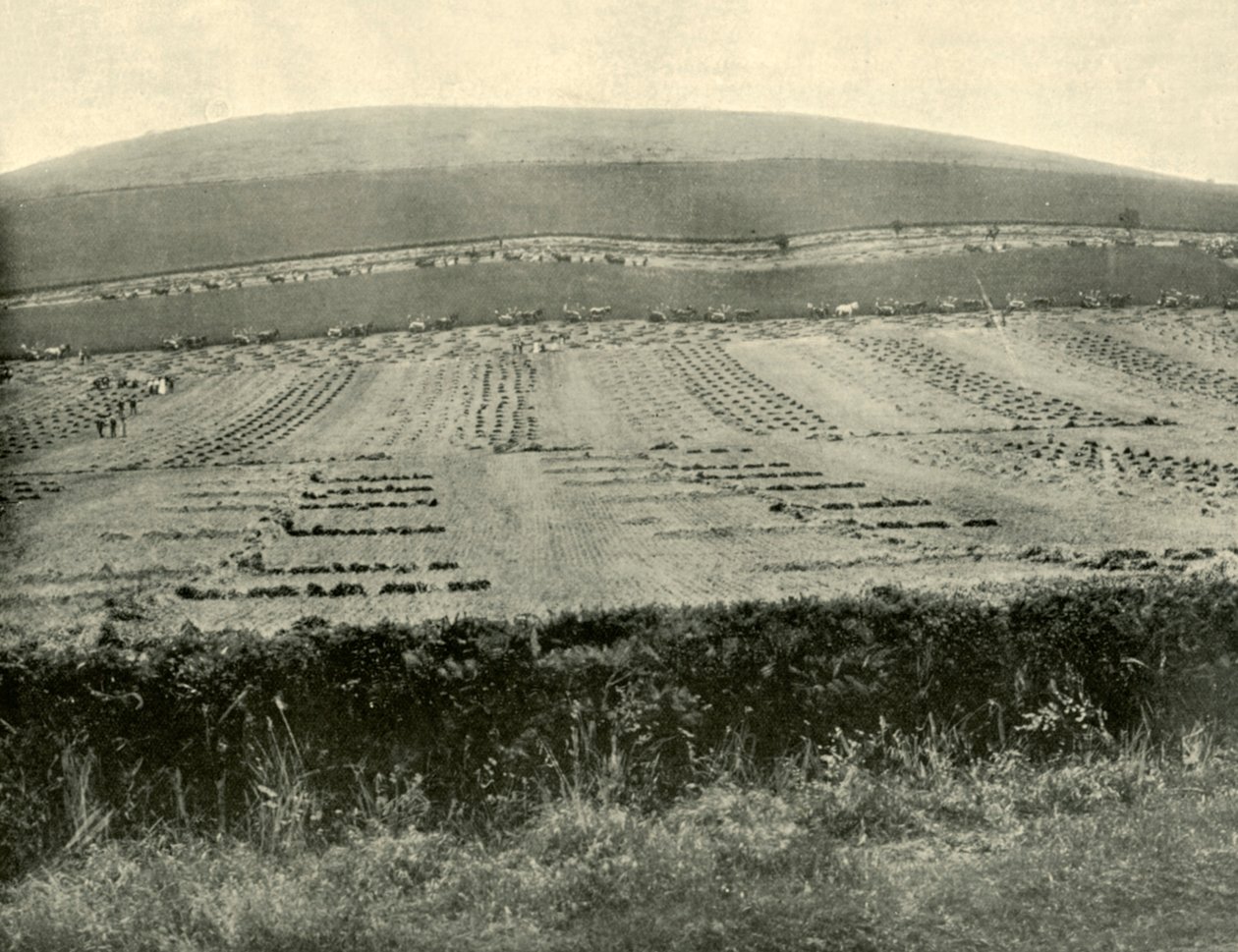 Concours de moissonneuses-lieuses, Mount Blowhard, près de Ballarat, 1901 - Unbekannt