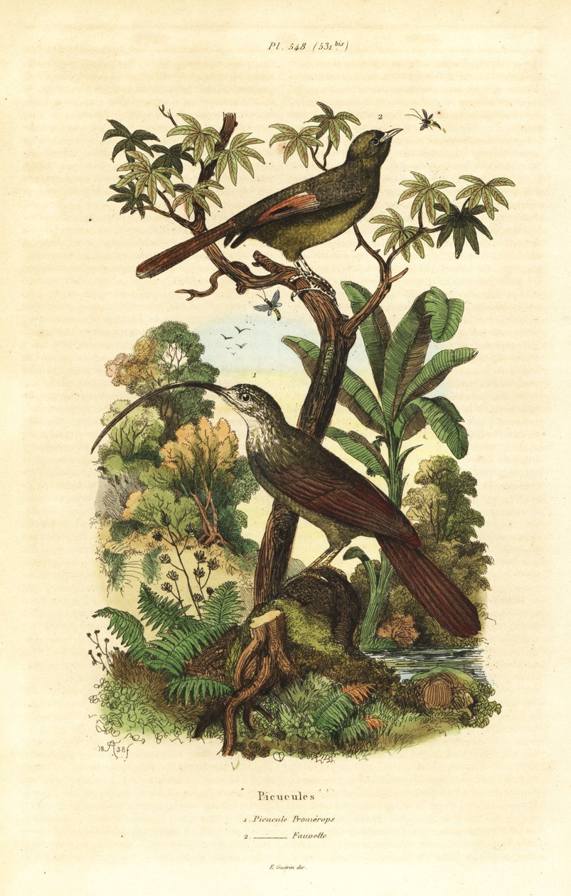 Scie-bec à bec rouge, Campylorhamphus trochilirostris et grimpar olive, Sittasomus griseicapillus - Unbekannt
