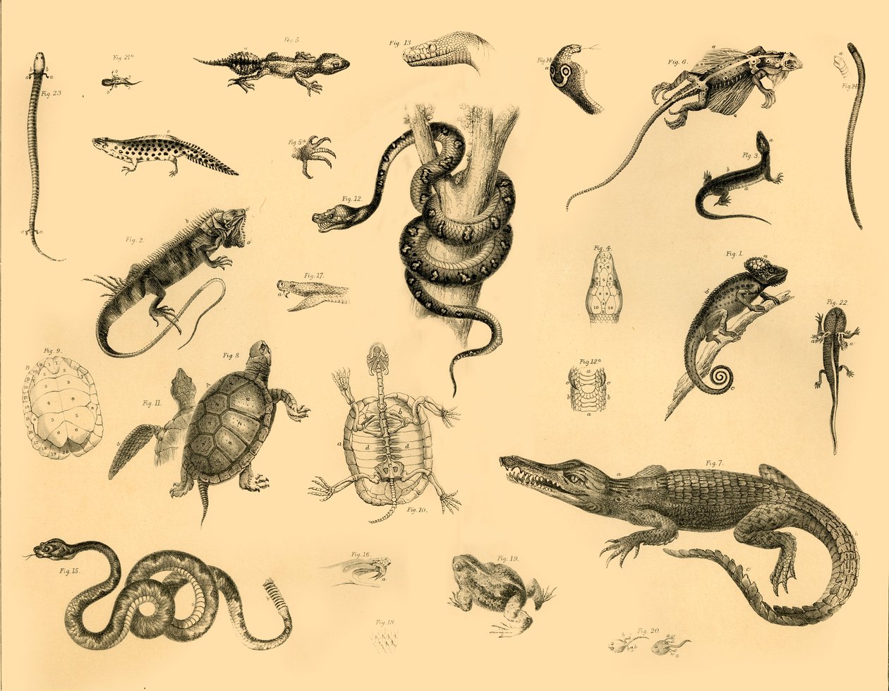 Reptiles, vers 1910 - Unbekannt