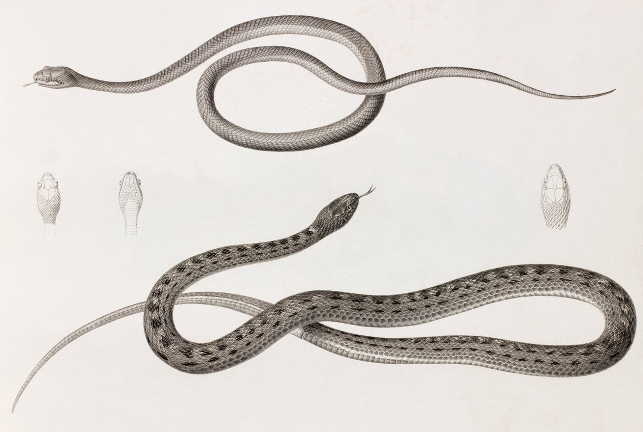 Reptiles : deux illustrations rapprochées de serpents - Unbekannt