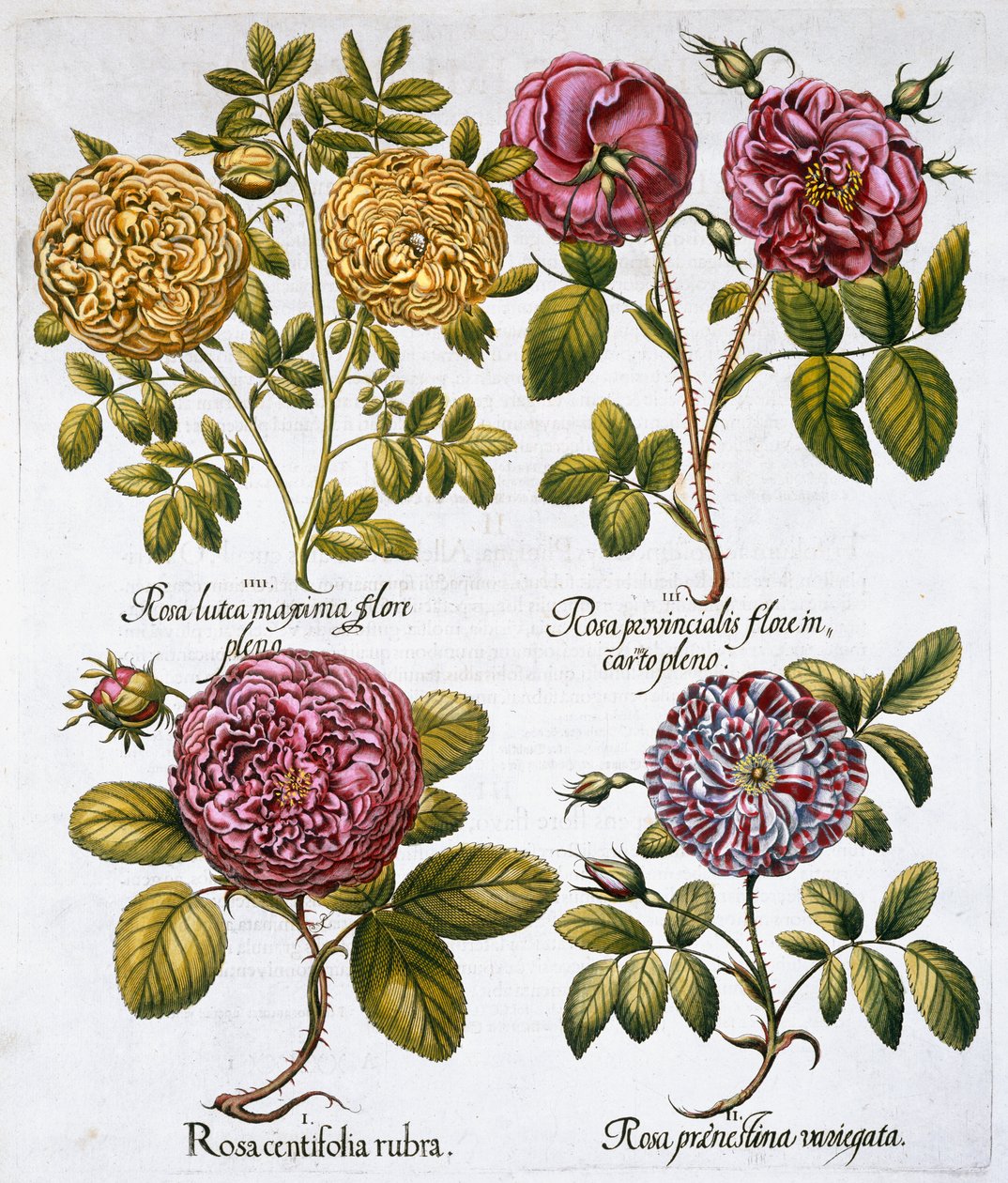 Roses, 1613 - Unbekannt