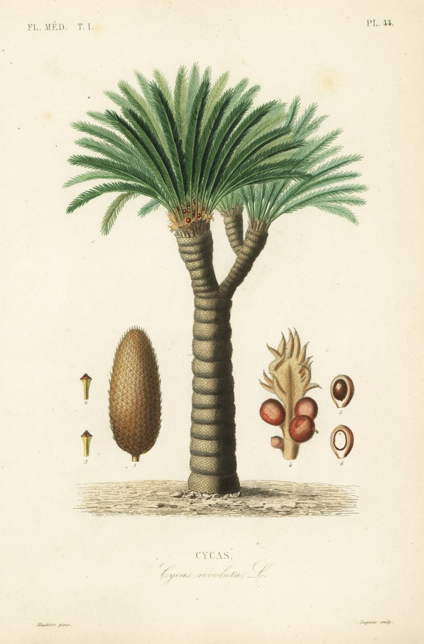 Cycas - Unbekannt