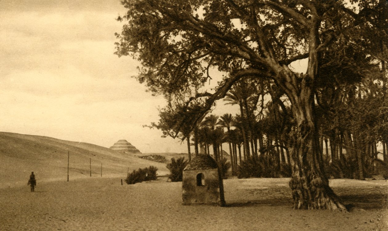 Saqqara - La pyramide à degrés vue du sycomore, vers 1918-1939 - Unbekannt