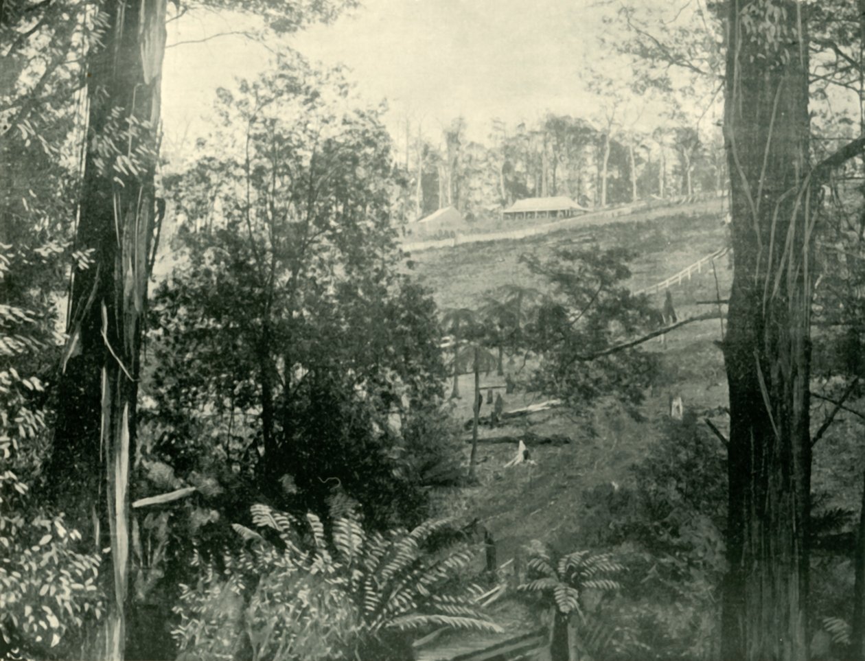 Scène à Upper Gembrook, Victoria, 1901 - Unbekannt