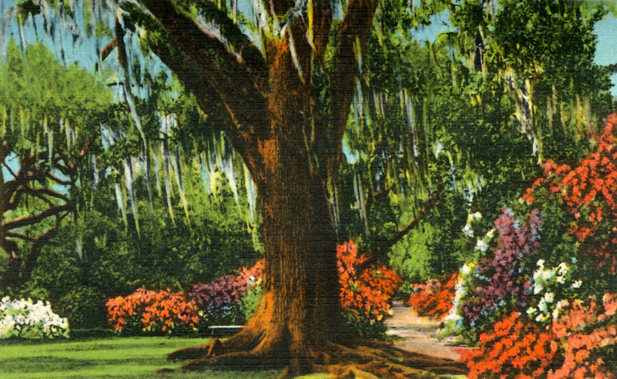 Scène dans les jardins de Magnolia, près de Charleston, S.C. - Unbekannt