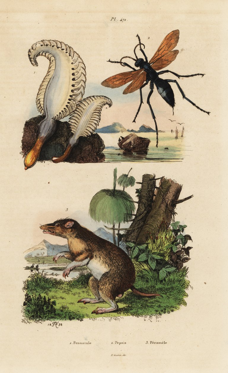 Pennatule phosphorescente, Pennatula phosphorea, guêpe-araignée, Pepsis limbata, et bandicoot à long nez, Perameles nasuta - Unbekannt