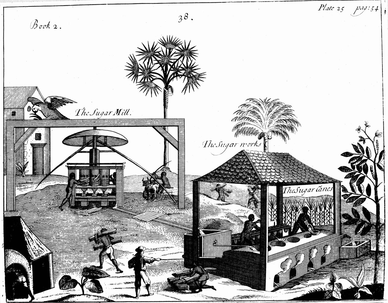Travail des esclaves dans une plantation de sucre aux Antilles, 1725 - Unbekannt