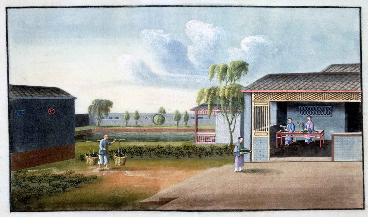 Tri du thé, 19ème siècle - Unbekannt