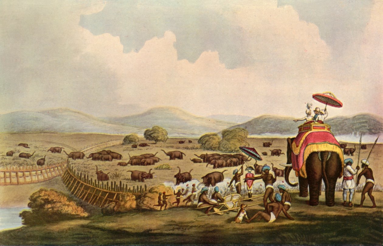 Sport en Inde - Conduite des éléphants dans un Keddah, vers 1808, 1901 - Unbekannt