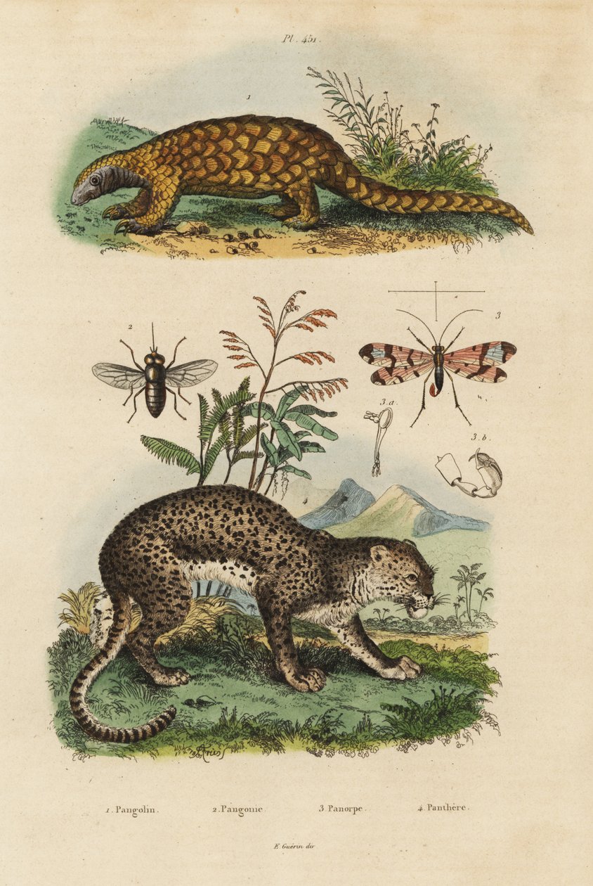 Pangolin de Sunda, Manis javanica, en danger critique, léopard, Panthera pardus, taon, Tabanus rostratus, mouche scorpion, Panorpa communis - Unbekannt