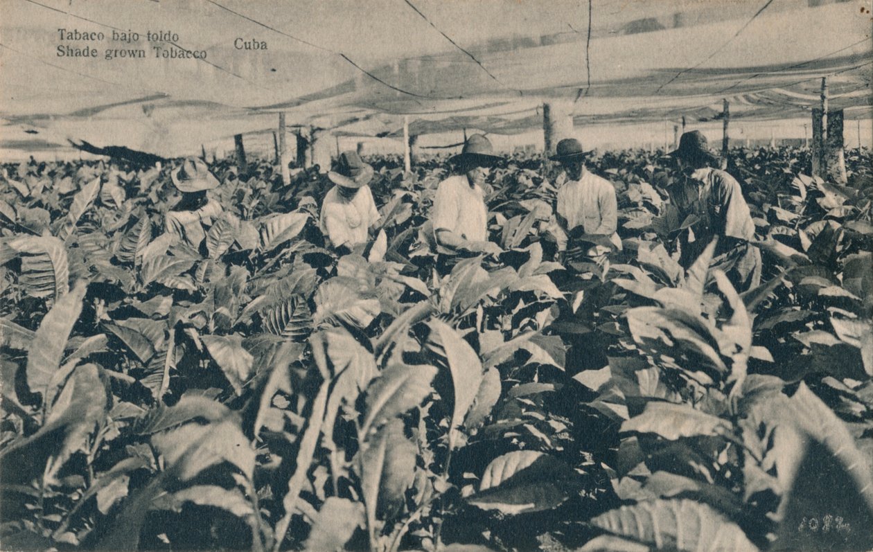 Tabac sous ombrage. Tabac cultivé à l