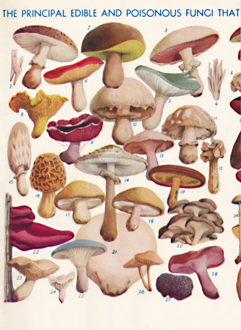 Les Principaux Champignons Comestibles et Vénéneux des Îles Britanniques - Unbekannt