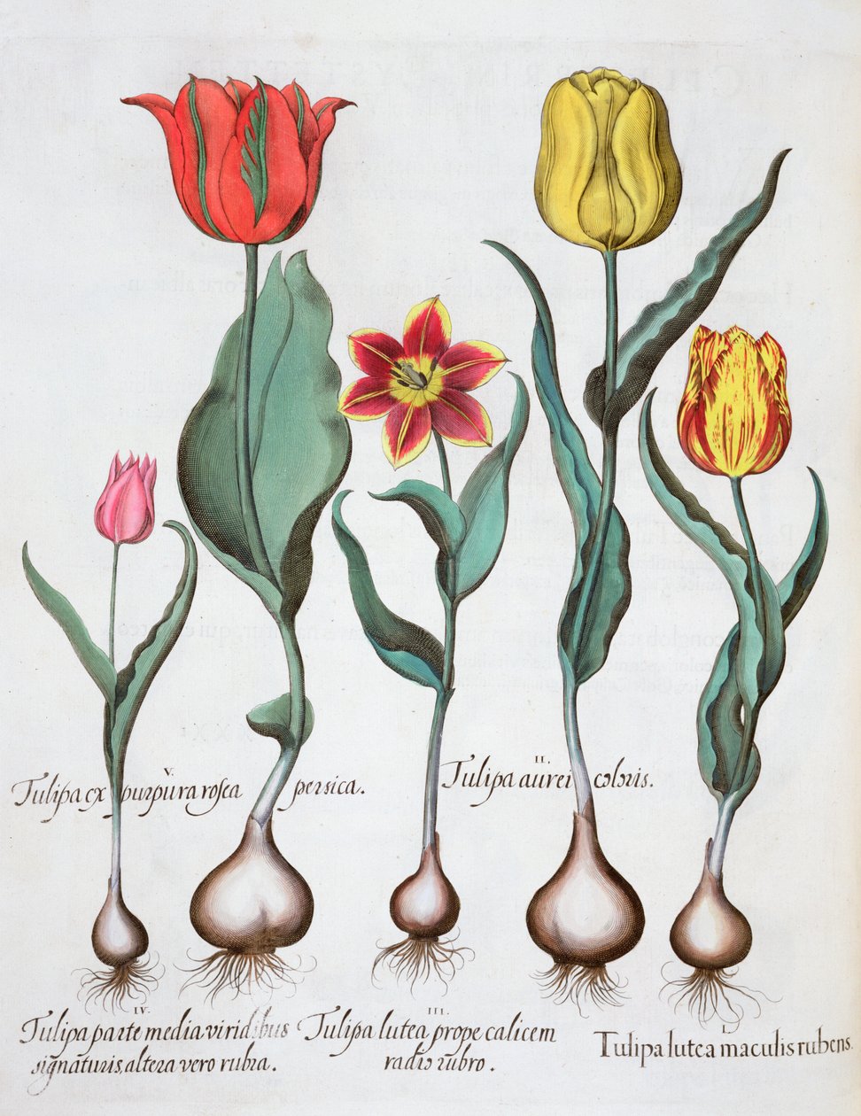 Tulipes, 1613 - Unbekannt