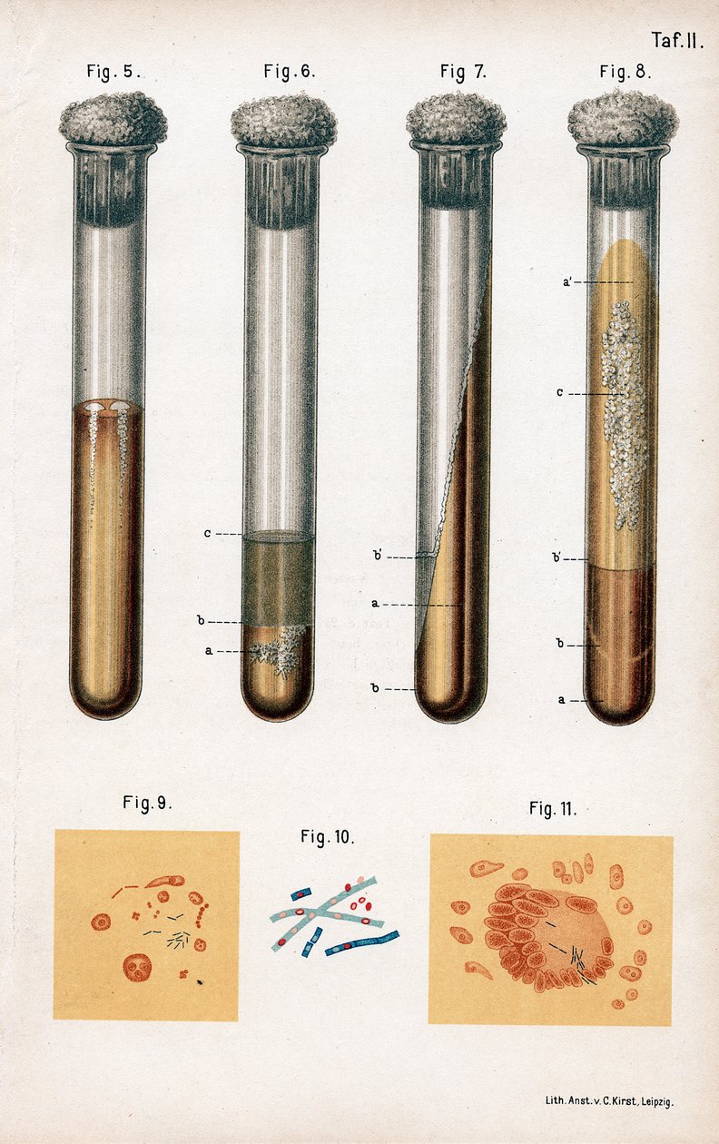Divers types de bactéries, 1889 - Unbekannt
