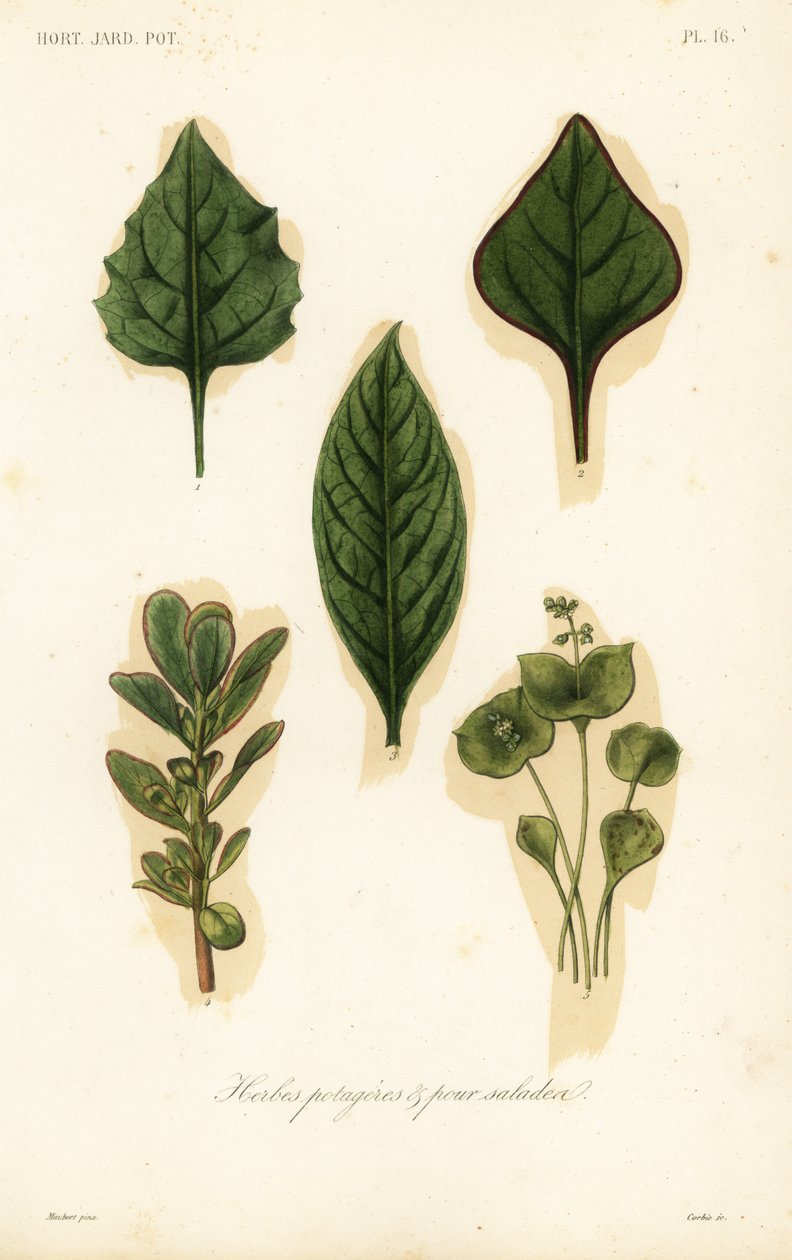 Herbes potagères et pour salades - Unbekannt