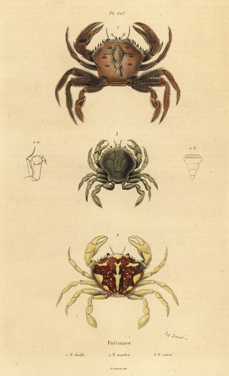 Crabe velours, Necora puber, crabe nageur marbré, Liocarcinus marmoreus, et crabe nageur de Pennant, Portumnus latipes - Unbekannt
