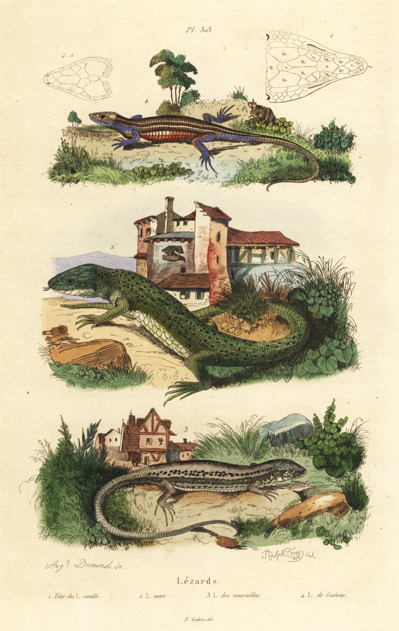 Lézard vert occidental, Lacerta bilineata, lézard des murailles, Podarcis muralis et lézard vivipare, Zootoca vivipara - Unbekannt