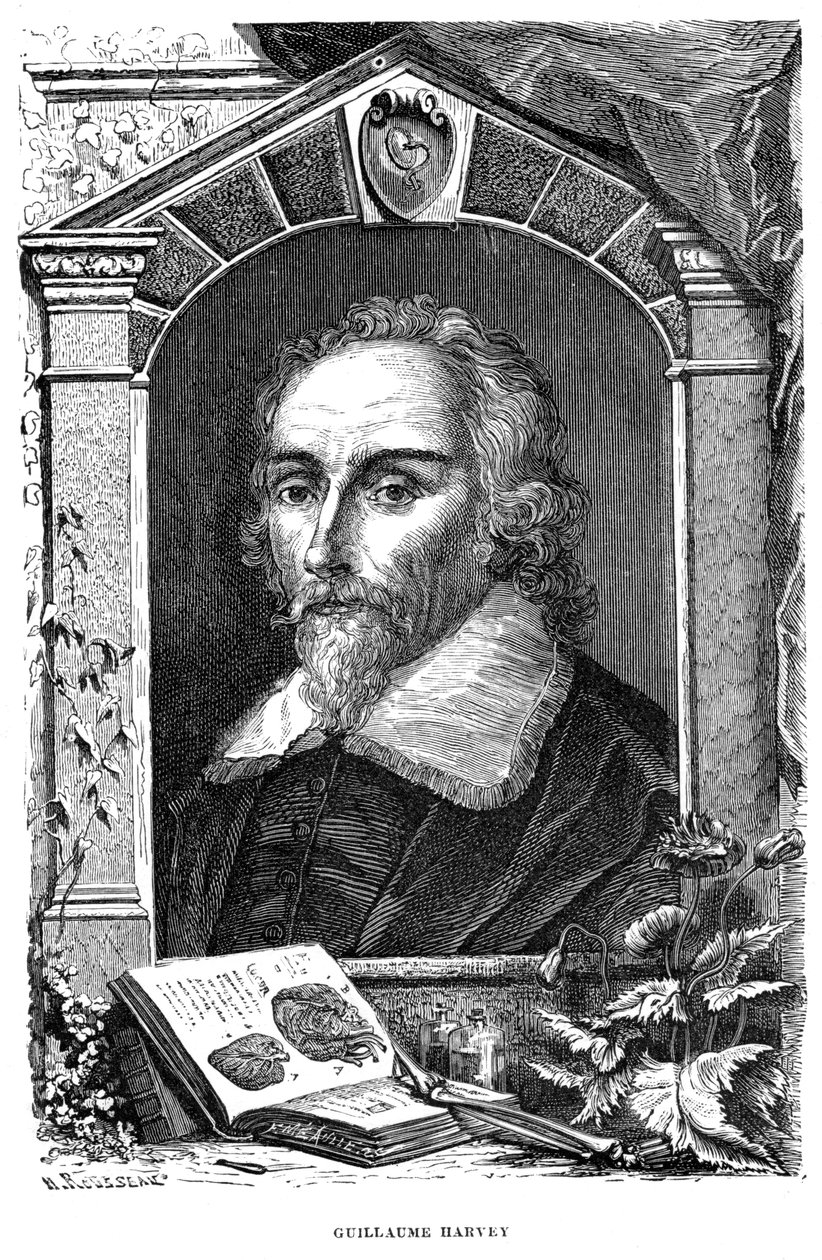 William Harvey 1578-1657 médecin anglais, 17ème siècle - Unbekannt