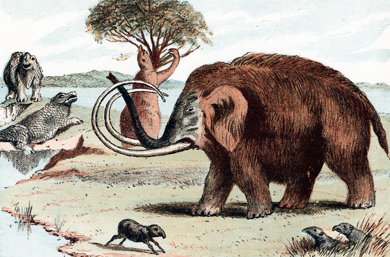 Mammouth laineux Mammuthus, 1892 - Unbekannt