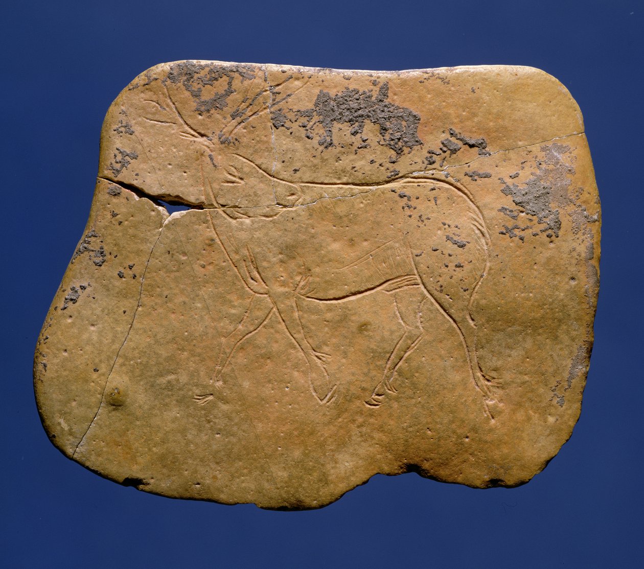 Renne, dessin incisé sur calcaire, Paléolithique, Magdalénien V, de Laugerie Basse, Dordogne, c.12000 av. J.-C. - Unbekannt Unbekannt