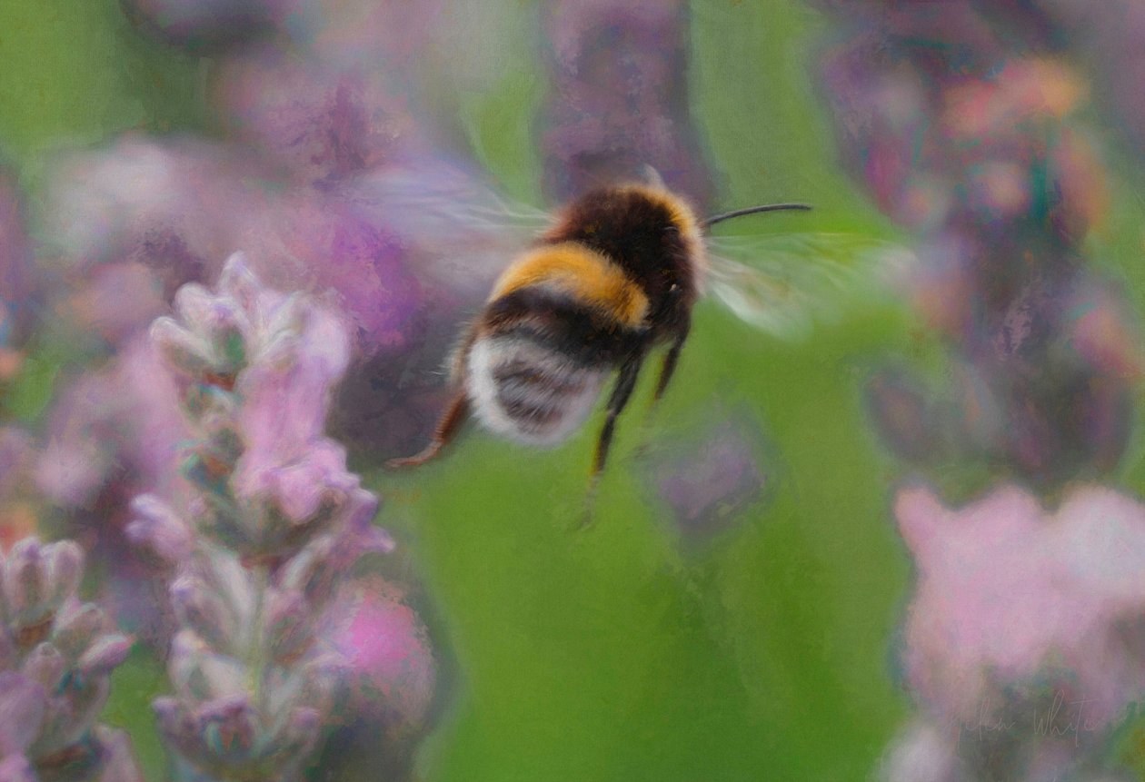 Abeille dans la lavande, 2018 - Unbekannt Unbekannt