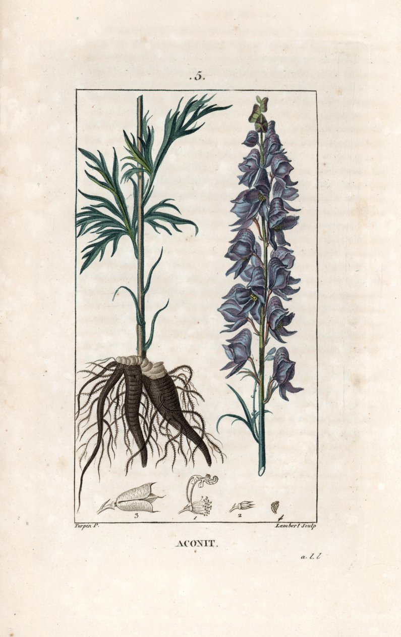 Aconit - Gravure par Lambert d