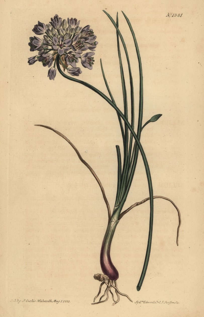 Allium stellerianum (Ail à feuilles de jonquille) - Unbekannt
