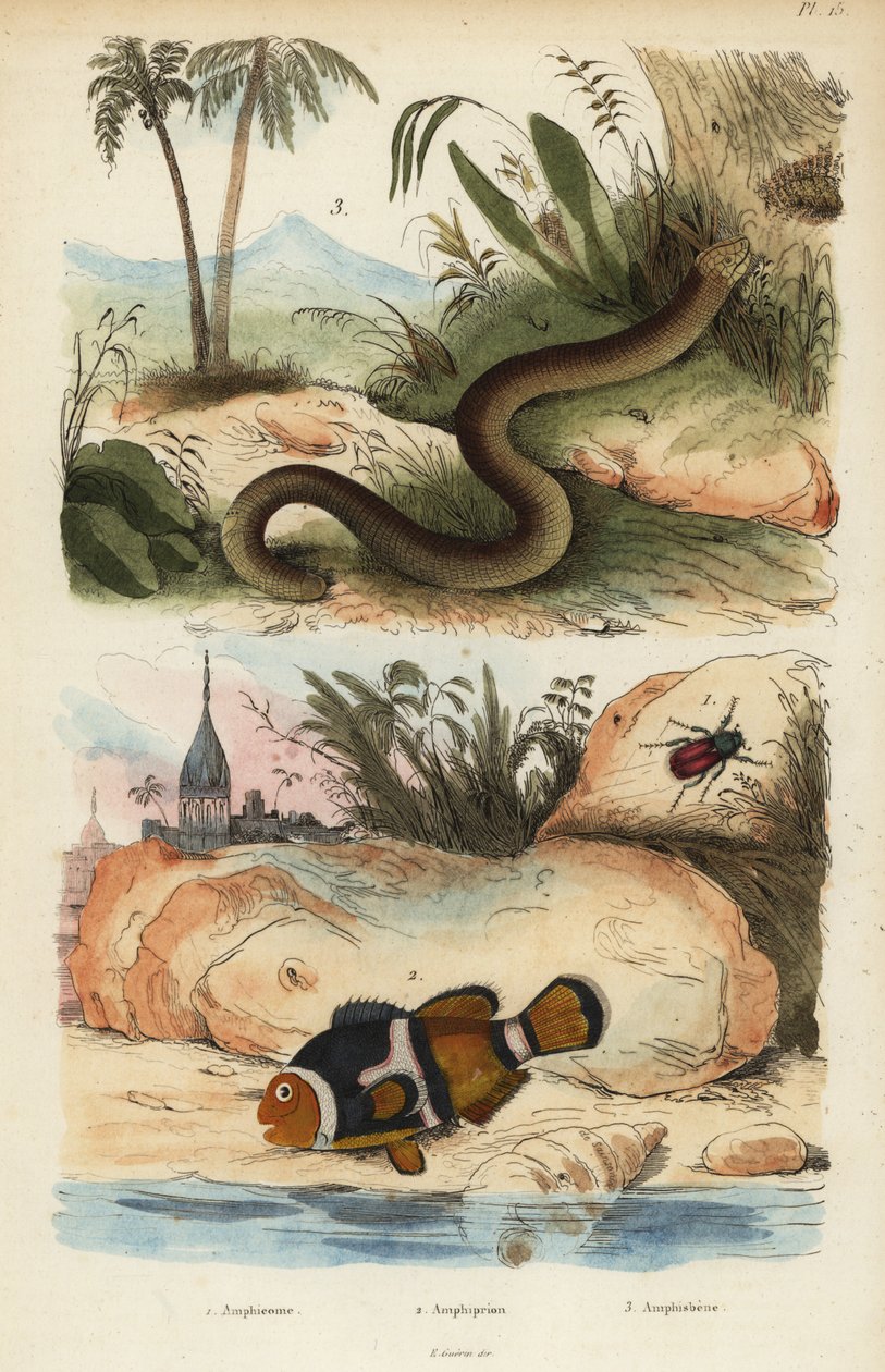 Amphicoma scullelata, poisson-clown à selle, Amphiprion polymnus et lézard-ver blanc, Amphisbaena alba - Unbekannt