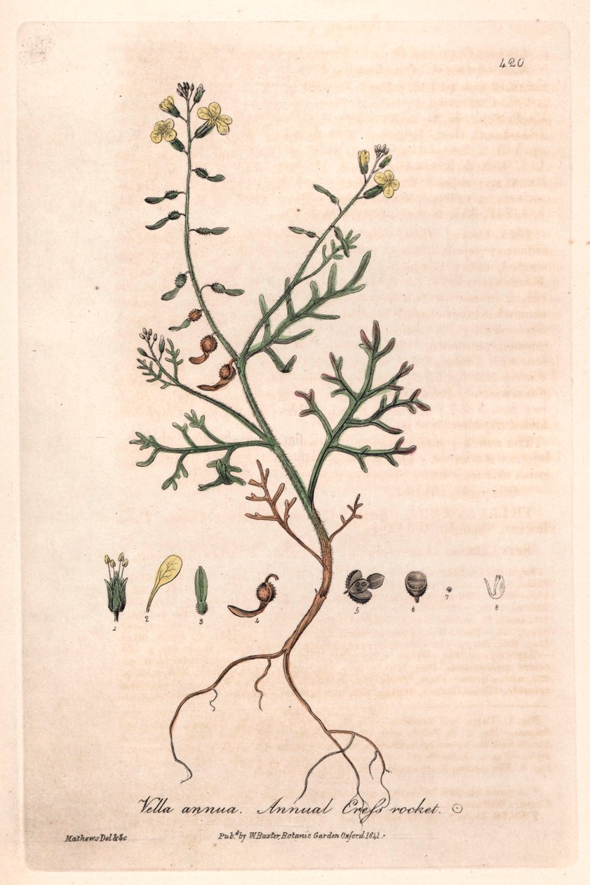 Vella annuelle (Vella annua) - Planche botanique de Isaac Russell, gravée par Charles Matthews, tirée de « Phénomènes botaniques anglais » de William Baxter (1788-1871) - Unbekannter Künstler