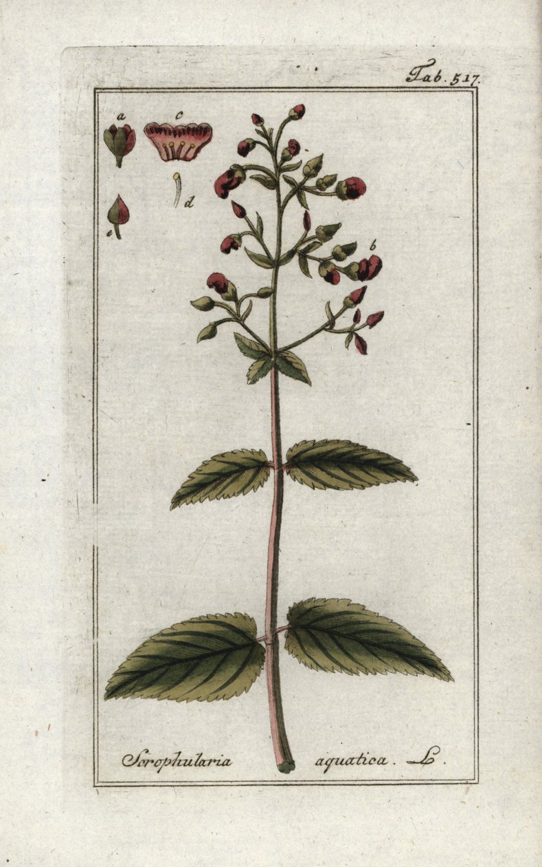 Scrofulaire aquatique (Scrophularia aquatica) - Unbekannter Künstler