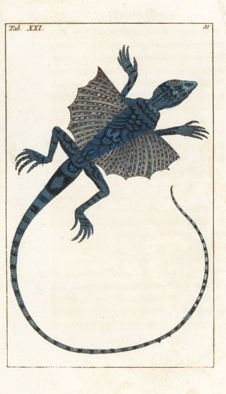 Lézard volant asiatique - Eau-forte par Gottlieb Tobias Wilhelm (1758-1811), de l