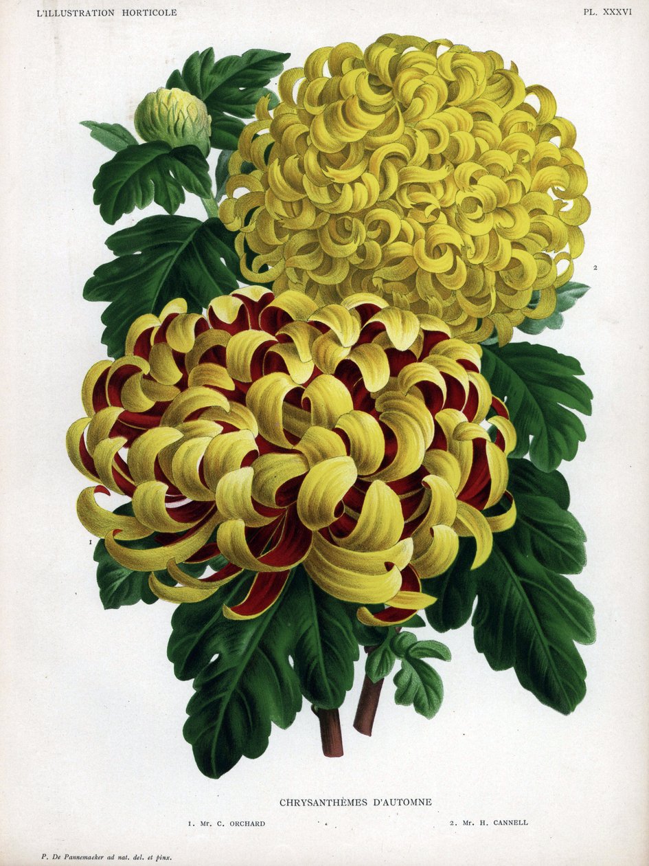 Chrysanthèmes hybrides d