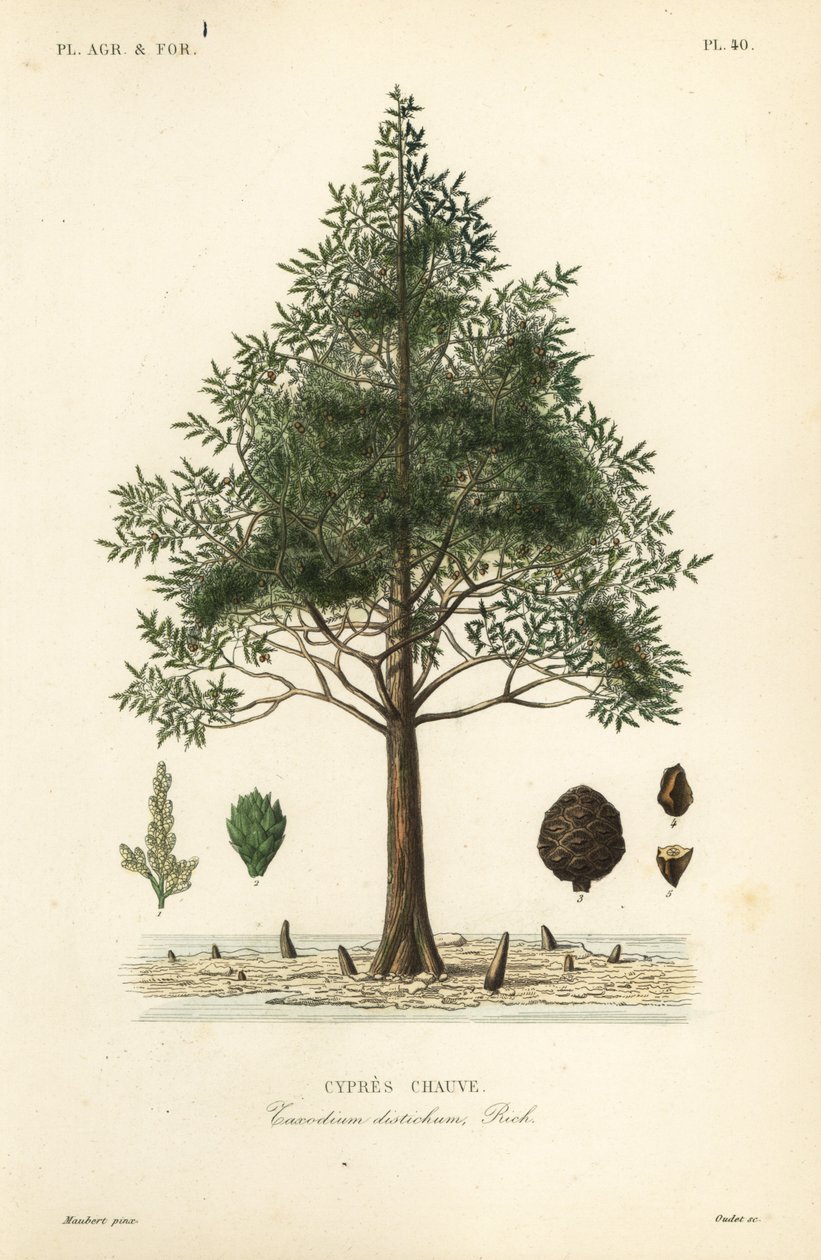 Cyprès chauve - Unbekannt