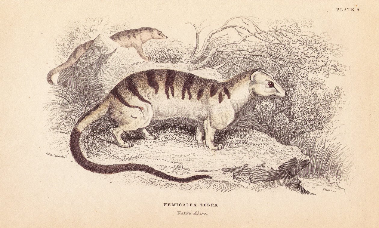 Civette palmiste rayée, Hemigalus derbyanus (Hemigalea zebra). Menacée. Gravure sur acier coloriée à la main par Lizars d
