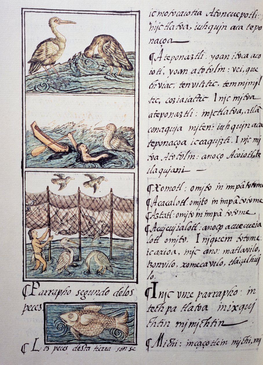 Chasse aux oiseaux du lac, page du Codex Florentin, version bilingue en espagnol et nahuatl, Histoire générale des choses de la Nouvelle-Espagne, par le missionnaire espagnol Fray Bernardino de Sahagún (1499-1590). Civilisation aztèque - Benjamin Baud