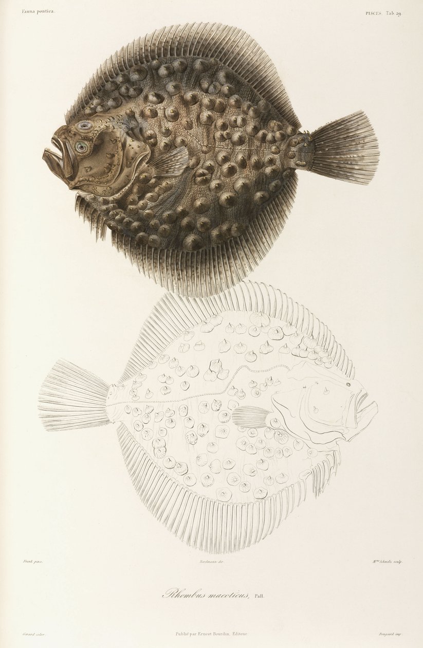 Turbot de la mer Noire - Unbekannt