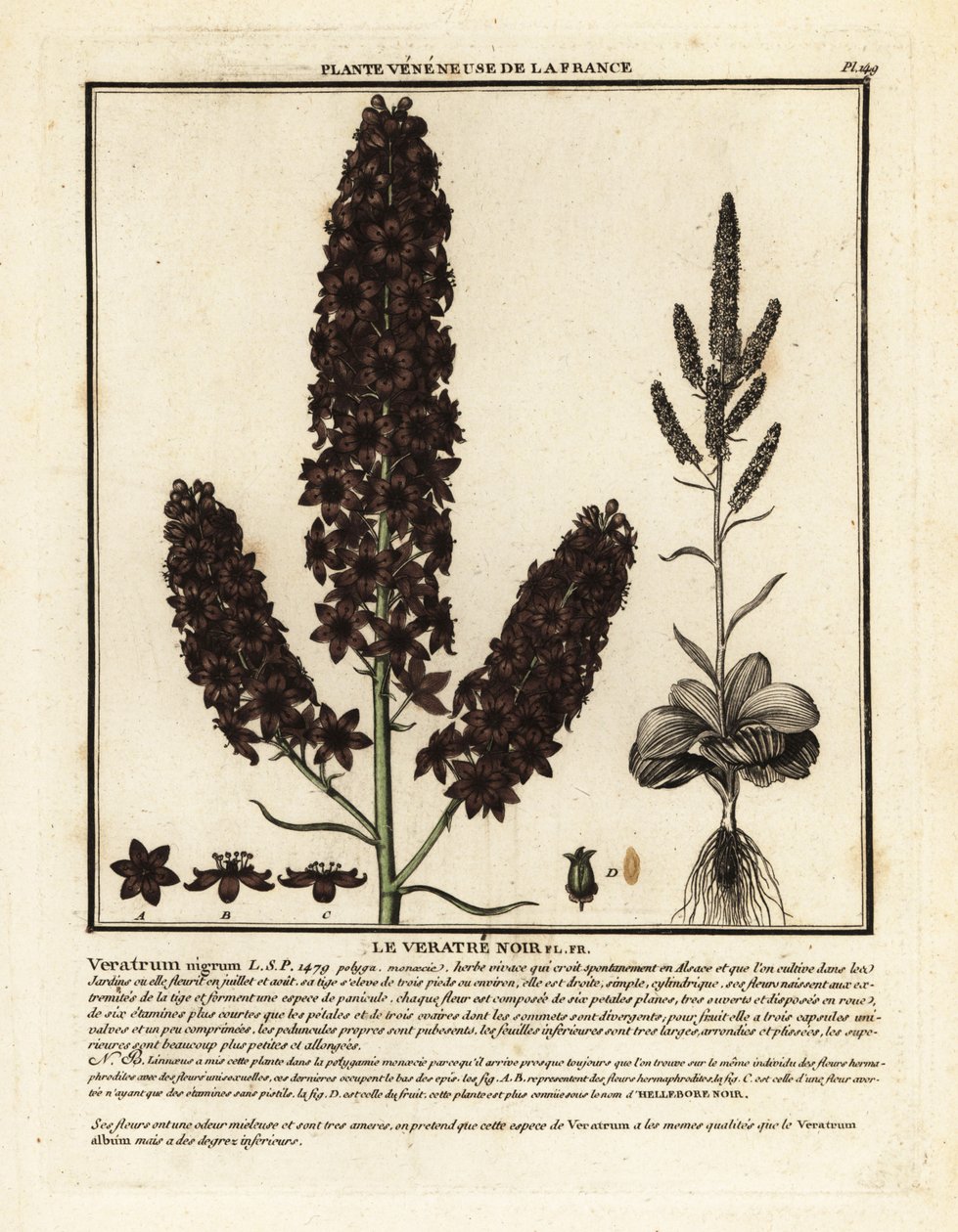 Hellébore noir, Veratrum nigrum - Unbekannter Künstler