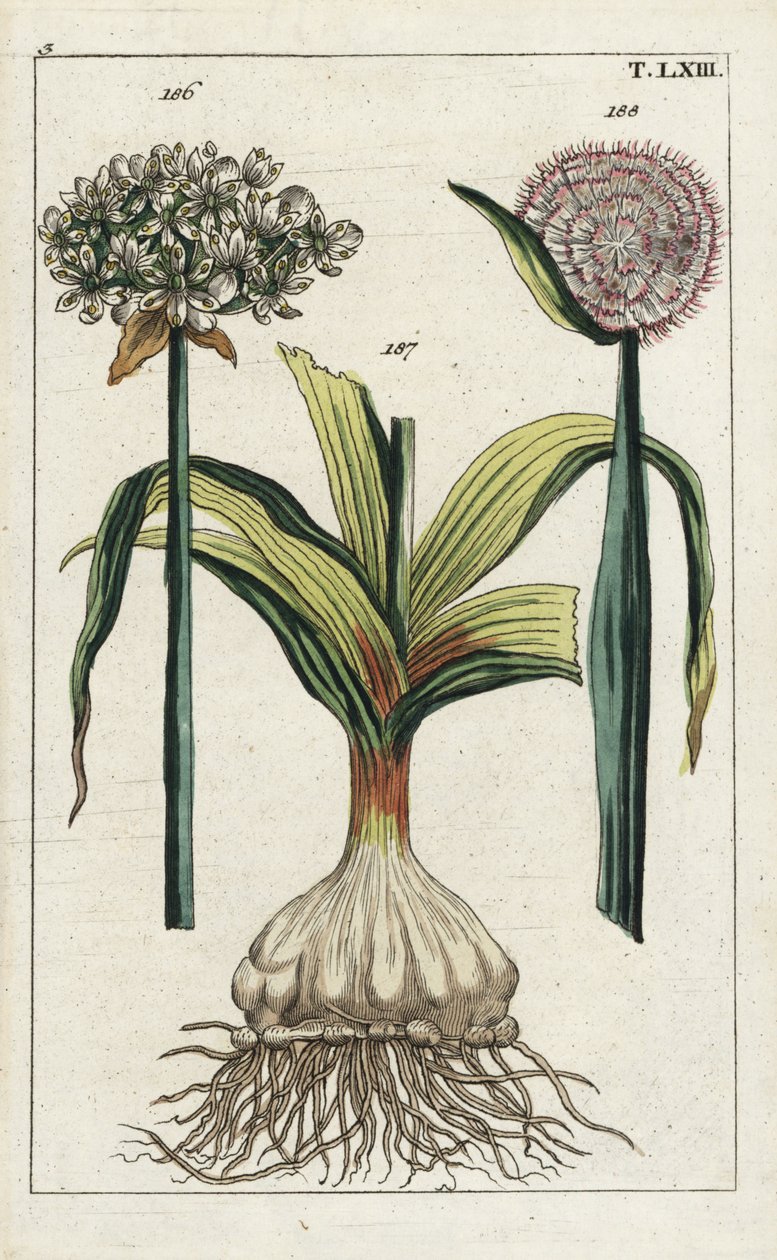 Ail noir (Allium nigrum) et oignon (Allium cepa). Gravure sur cuivre colorée à la main d