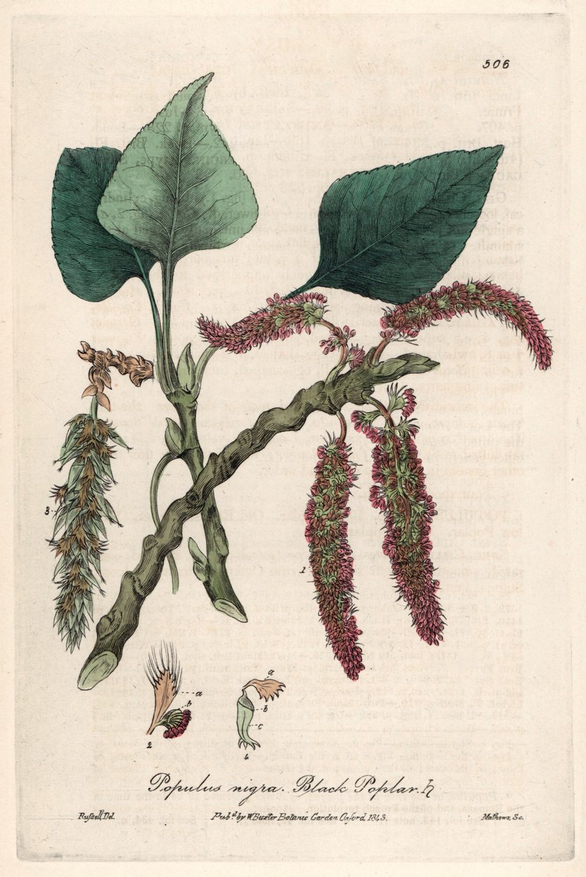 Peuplier noir ou franc, liard ou piboule (Populus nigra) - Planche botanique de Isaac Russell, gravée par Charles Matthews, tirée de « Phénomènes botaniques anglais » de William Baxter (1788-1871) - Unbekannter Künstler