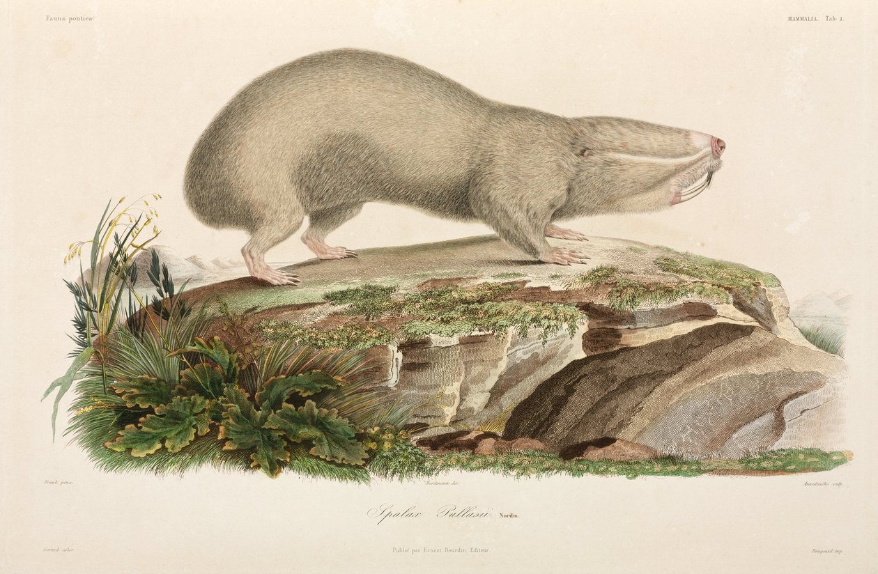 Rat-taupe aveugle, région de la Mer Noire - Unbekannter Künstler