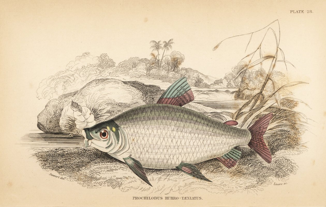 Bocachico ou koulimata, Prochilodus rubrotaeniatus (Carpe saumonée à rayures rouges pâles, Prochilodus rubro-taeniatus). Gravure sur acier colorée par W.H. Lizars d