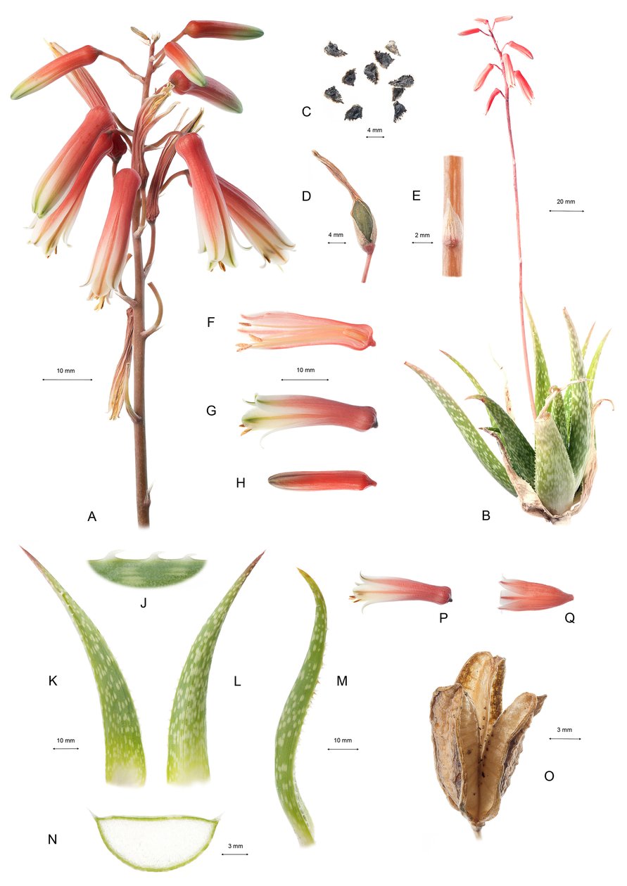 Planche botanique/Aloe/Aloès - Unbekannt