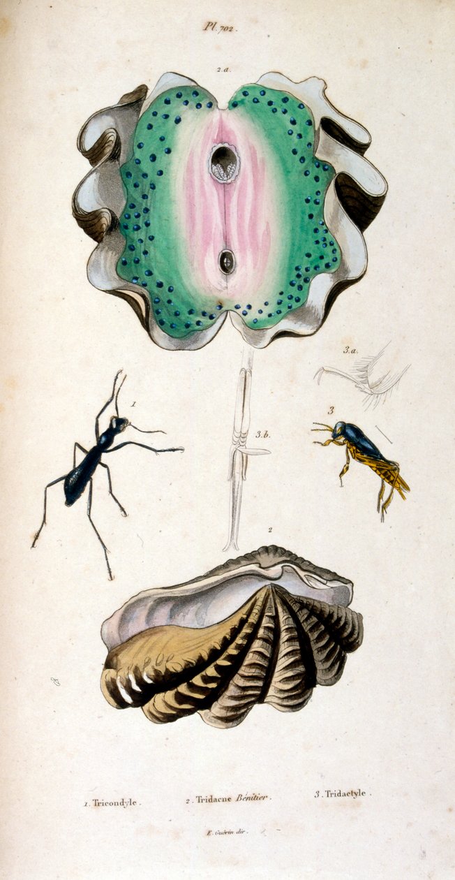 Illustration botanique et zoologique par F. E. Guérin. Du Dictionnaire pittoresque d