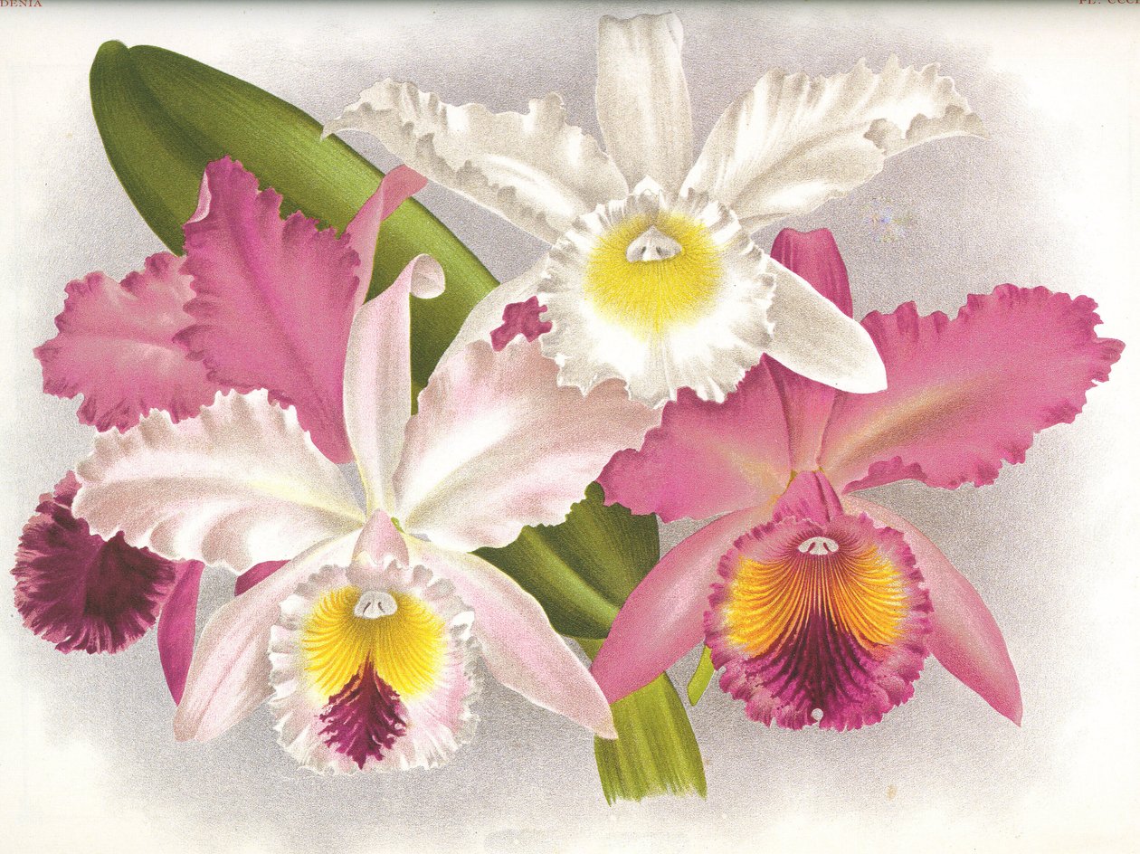 Planche botanique/Cattleya labiata/Lindenia - Unbekannt