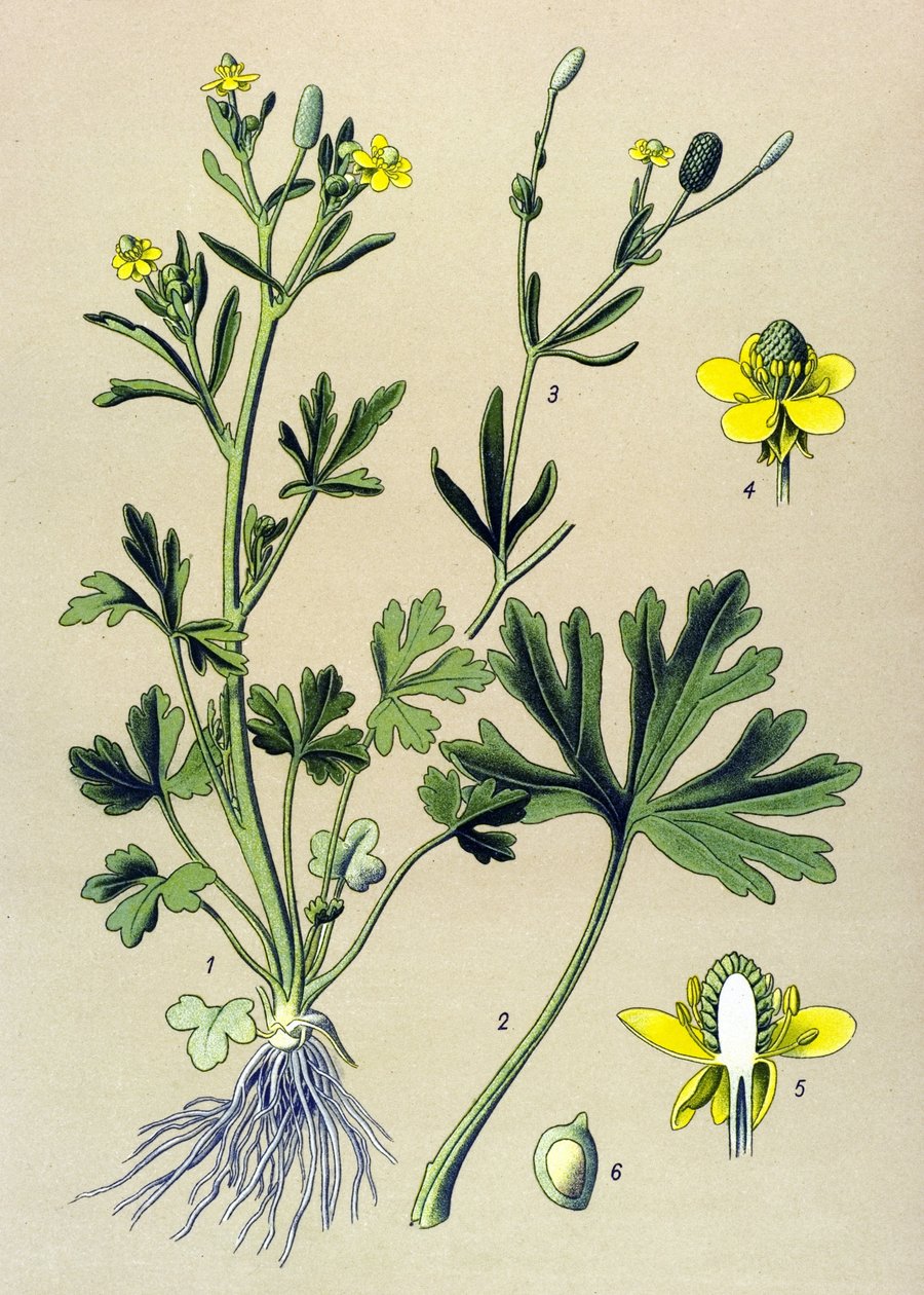 Planche botanique. Plante vénéneuse (toxique) : renoncule scélérate ou renoncule à feuilles de céleri (Ranunculus sceleratus) - Unbekannter Künstler