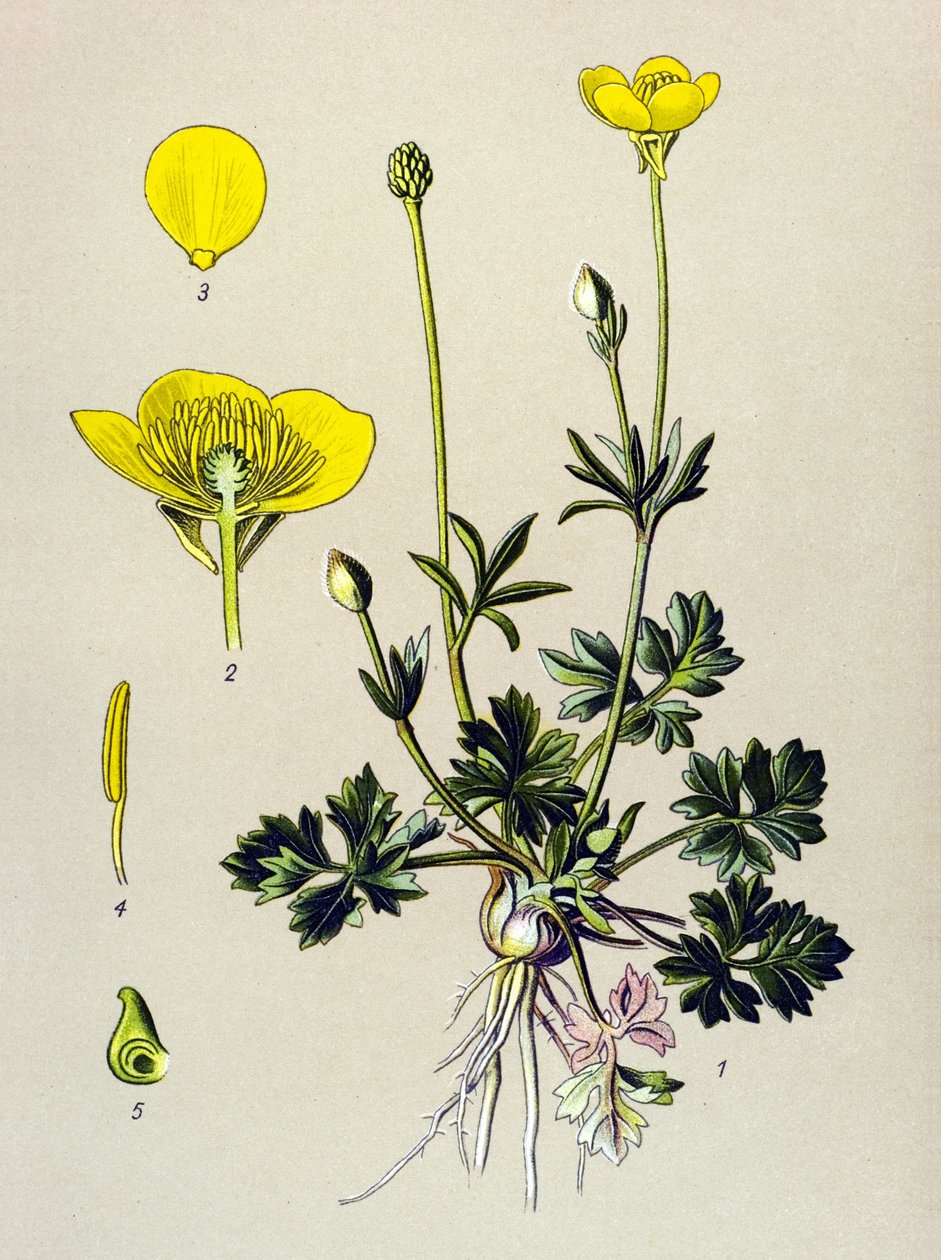 Planche botanique. Plante vénéneuse (toxique) : renoncule bulbeuse ou bouton d